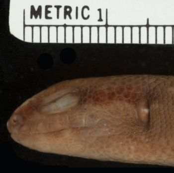Media type: image;   Herpetology R-44167